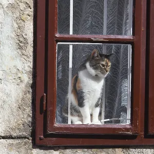 Cat looking outside through the red window Cat looking outside through the red window