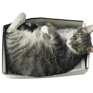 Cat lying in box on white background