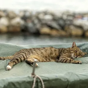 The cat is lying on a covered fishing boat on a rocky sea shore The cat is lying on a covered fishing boat on a rocky sea shore