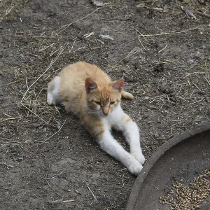 Cat lying on the ground. Cat near the chicken feeders Cat lying on the ground. Cat near the chicken feeders