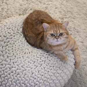 Cat lying in its pillow, Siegen