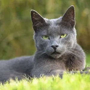 Cat lying relaxed in the meadow and looking trustingly towards the camera - close-up of a domestic cat Cat lying relaxed in the meadow and looking trustingly towards the camera - close-up of a domestic cat