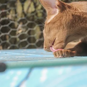 Oriental Shorthair Cat Print: Gismo Licks Paw Oriental Shorthair Cat Print: Gismo Licks Paw