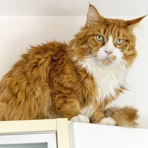 Cat - A maine coon in a living room