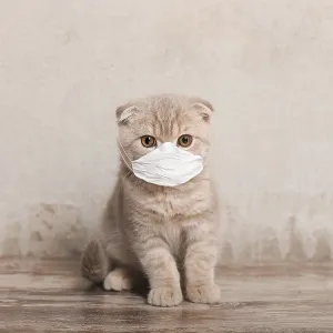Cat in medical face mask. Coronavirus and stay at home Cat in medical face mask. Coronavirus and stay at home