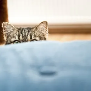 A cat peeks over a blue cushion