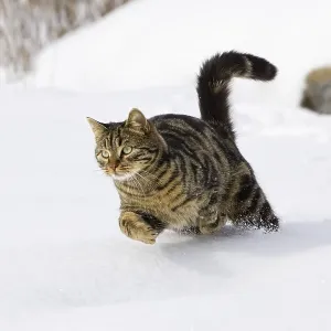 Gato corriendo en la nieve, gato doméstico, macho, Alemania.
