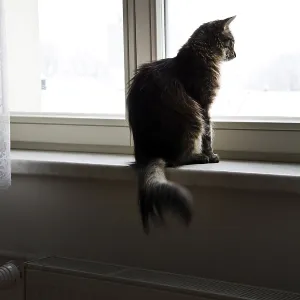 A cat sits on a windowsill, looking out the window with lace curtains framing the scene