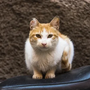Cat sitting on bike in backstreet while looking at camera