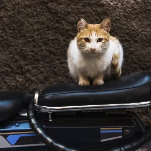 Cat sitting on bike in backstreet while looking at camera