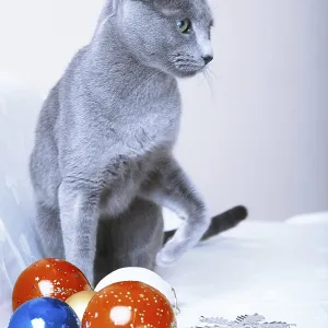 Cat sitting at the Christmas balls and decoration Cat sitting at the Christmas balls and decoration