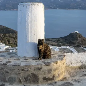 Cat sitting next to a column on a stone wall