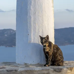 Cat sitting next to a column on a stone wall