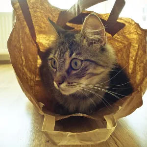 A cat sitting inside a paper bag on a wooden floor with sunlight filtering through