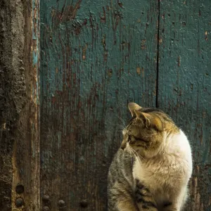 Cat sitting in old street in Morocco