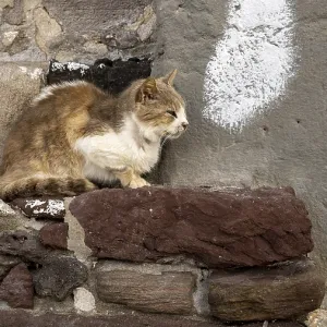 Cat sitting on a stone wall, climate Cat sitting on a stone wall, climate