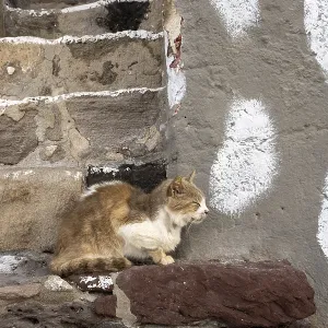 Cat sitting on a stone wall, climate Cat sitting on a stone wall, climate