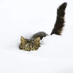 Cat in snow, domestic cat, male Cat in snow, domestic cat, male
