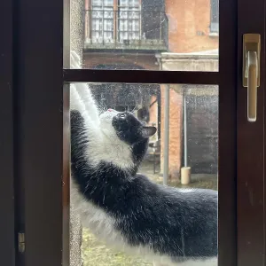 Cat Stretching in a Window in Switzerland