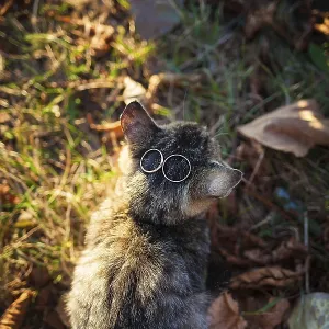 Cat with wedding rings. Wedding Accessories
