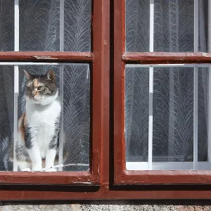 Cat at the window Cat at the window