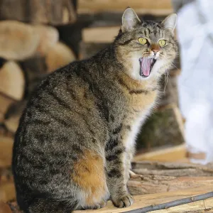 Cat on woodpile yawning in rustic surroundings Cat on woodpile yawning in rustic surroundings