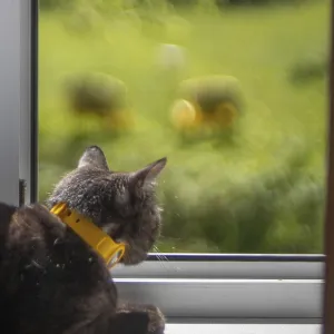 Cat with a yellow collar looks out a window at a blurred green outdoors Cat with a yellow collar looks out a window at a blurred green outdoors