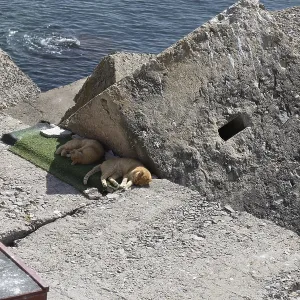 The cats from Cadiz are in the background