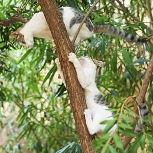 Two cats climbing on the tree Two cats climbing on the tree