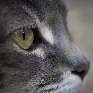 Cat's eye<br> Cat's eye Cat's eye<br> Cat's eye