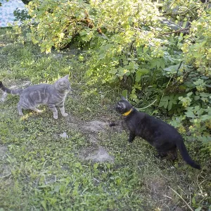 Two cats face-off in a lush garden setting among greenery