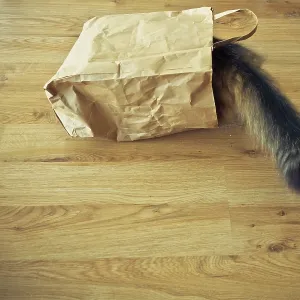 A cat's furry tail sticking out of a paper bag on a wooden floor A cat's furry tail sticking out of a paper bag on a wooden floor