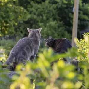 Two cats in a green garden setting Two cats in a green garden setting