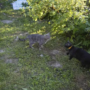 Two cats interacting on a grassy patch near bushes Two cats interacting on a grassy patch near bushes