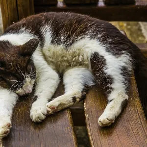 Cats at Moni Piso Preveli, site of resistance against Turkish rule