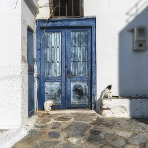 Cats resting along a narrow alleyways of Naxos Old Town Cats resting along a narrow alleyways of Naxos Old Town