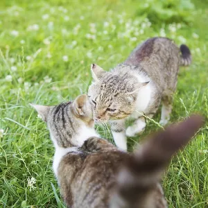Two cats sniff each other at a meeting