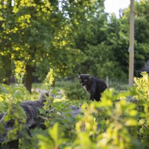 Cats in a vibrant garden, interacting amid green foliage Cats in a vibrant garden, interacting amid green foliage