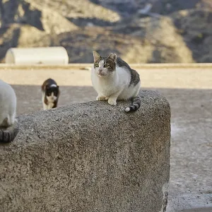 Three cats on a wall in a mountainous environment Three cats on a wall in a mountainous environment