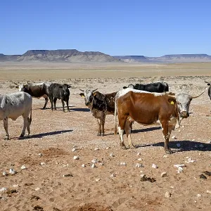 Cattle in the barren landscape near Aus Cattle in the barren landscape near Aus