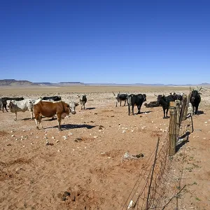 Cattle in the barren landscape near Aus Cattle in the barren landscape near Aus