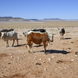 Cattle in the barren landscape near Aus Cattle in the barren landscape near Aus
