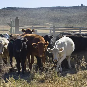 Ganado en tierras de cultivo, Oregón, EE.UU.