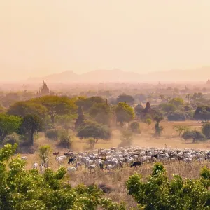Cattle herd, old temples and pagodas