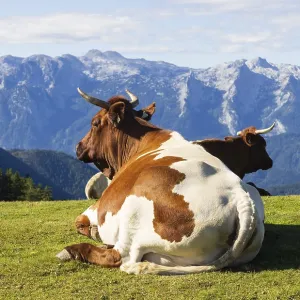 Cattle on pasture, Hochzinkenalm Cattle on pasture, Hochzinkenalm