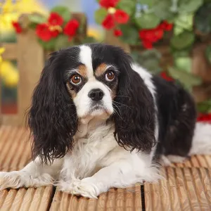 Cavalier King Charles Spaniel, bitch