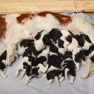 Cavalier King Charles Spaniel, bitch Cavalier King Charles Spaniel, bitch