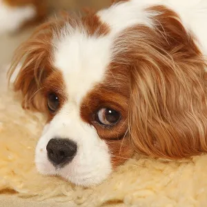 Cavalier King Charles Spaniel, bitch blenheim Cavalier King Charles Spaniel, bitch blenheim