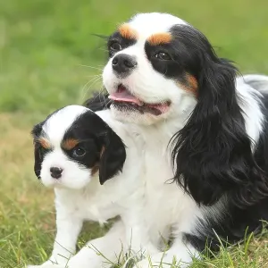 Cavalier King Charles Spaniel, bitch with puppy