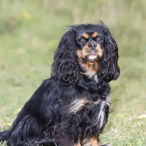 Black-Brown Cavalier King Charles Spaniel Print Black-Brown Cavalier King Charles Spaniel Print